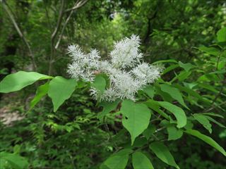 マルバアオダモ